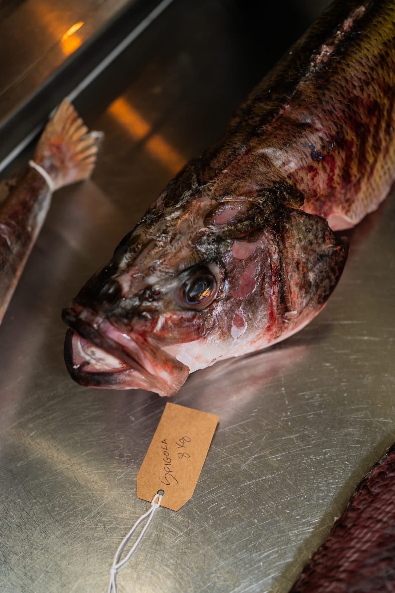 Un pesce intero su un vassoio d’acciaio, con il suo cartellino legato con lo spago.