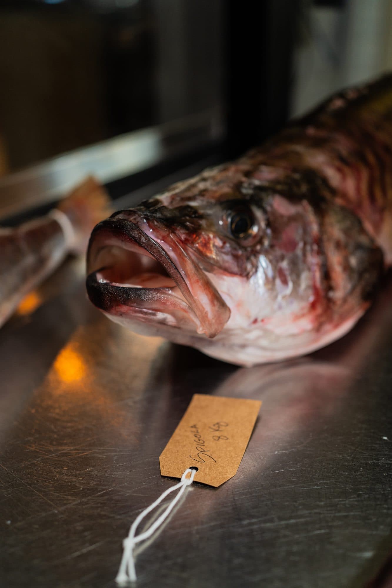 Un pesce frollato su un vassoio d’acciaio, con il suo cartellino scritto a mano in primo piano.