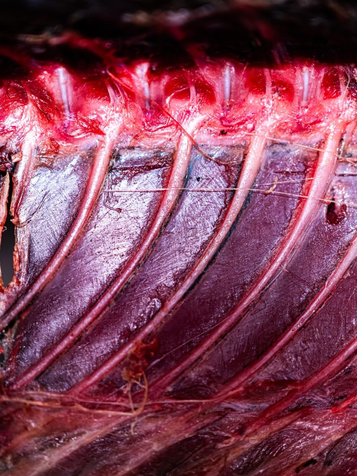Il fianco di un tonno aperto, da vicino: le costole chiare sulla carne rosso scuro.